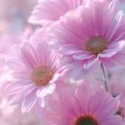 ヒメ日記 2026/03/30 11:33 投稿 天海佑梨 プレジデントハウス