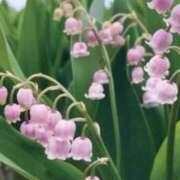 ヒメ日記 2026/04/13 10:52 投稿 天海佑梨 プレジデントハウス