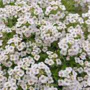 天海佑梨 ✨心も整う夜に…小さな幸せの習慣🕊️ プレジデントハウス