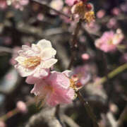 ヒメ日記 2025/02/27 13:25 投稿 まなつ 奥鉄オクテツ東京店（デリヘル市場）