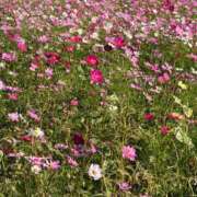 ヒメ日記 2025/03/07 21:07 投稿 なな ぷるるんマダム 難波店