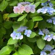 ヒメ日記 2025/06/02 17:25 投稿 なな ぷるるんマダム 難波店