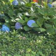 ヒメ日記 2025/06/06 14:37 投稿 なな ぷるるんマダム 難波店