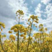 ヒメ日記 2025/04/06 17:18 投稿 柴咲 モアグループ大宮人妻花壇