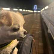 ヒメ日記 2024/12/29 21:28 投稿 あゆ フォーシーズン