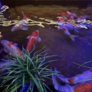 ヒメ日記 2024/12/31 17:58 投稿 みき 千姫(道後)