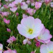 ヒメ日記 2025/02/03 11:40 投稿 みき 千姫(道後)