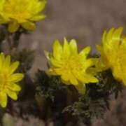 ヒメ日記 2025/02/13 11:50 投稿 みき 千姫(道後)