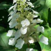 みき 4月21日　ありがとうございました🌸 千姫(道後)