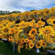 ヒメ日記 2025/07/28 12:22 投稿 はるな オペラ(吉原)