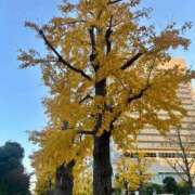 ヒメ日記 2025/12/01 00:32 投稿 はるな オペラ(吉原)