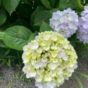 ヒメ日記 2025/06/16 13:00 投稿 まな 茨城ちゃんこ土浦つくば店