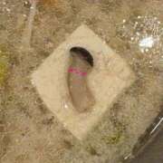 ヒメ日記 2026/01/05 15:00 投稿 まな 茨城ちゃんこ土浦つくば店