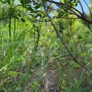 ヒメ日記 2025/06/27 00:21 投稿 かんな 沖縄素人図鑑