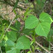 ヒメ日記 2025/06/27 02:48 投稿 かんな 沖縄素人図鑑