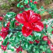 ヒメ日記 2025/03/18 00:01 投稿 朝霞みおり グランエステ東京 品川（シンデレラグループ）