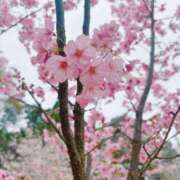 ヒメ日記 2026/04/03 23:31 投稿 朝霞みおり グランエステ東京 品川（シンデレラグループ）