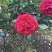 ヒメ日記 2025/06/17 09:40 投稿 桐谷 上野CLUB A(クラブ エー)