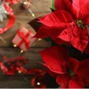 ヒメ日記 2024/12/14 10:08 投稿 ましろ(昭和58年生まれ) 熟年カップル名古屋～生電話からの営み～