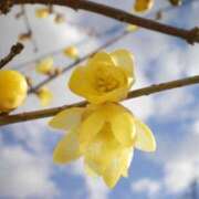 ヒメ日記 2025/01/25 09:10 投稿 ましろ(昭和58年生まれ) 熟年カップル名古屋～生電話からの営み～