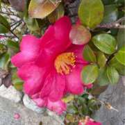 ヒメ日記 2025/02/28 11:33 投稿 ましろ(昭和58年生まれ) 熟年カップル名古屋～生電話からの営み～