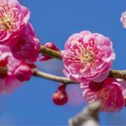 ヒメ日記 2025/03/11 10:01 投稿 ましろ(昭和58年生まれ) 熟年カップル名古屋～生電話からの営み～