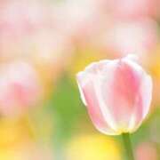 ヒメ日記 2025/04/18 19:14 投稿 ましろ(昭和58年生まれ) 熟年カップル名古屋～生電話からの営み～