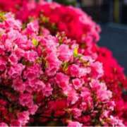 ヒメ日記 2025/04/30 09:56 投稿 ましろ(昭和58年生まれ) 熟年カップル名古屋～生電話からの営み～