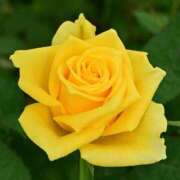 ヒメ日記 2025/05/03 09:13 投稿 ましろ(昭和58年生まれ) 熟年カップル名古屋～生電話からの営み～