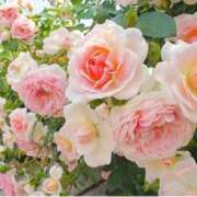 ヒメ日記 2025/05/03 12:44 投稿 ましろ(昭和58年生まれ) 熟年カップル名古屋～生電話からの営み～