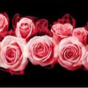 ヒメ日記 2025/05/05 05:50 投稿 ましろ(昭和58年生まれ) 熟年カップル名古屋～生電話からの営み～