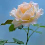 ヒメ日記 2025/05/16 15:08 投稿 ましろ(昭和58年生まれ) 熟年カップル名古屋～生電話からの営み～