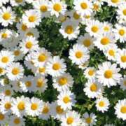 ヒメ日記 2025/05/18 09:40 投稿 ましろ(昭和58年生まれ) 熟年カップル名古屋～生電話からの営み～