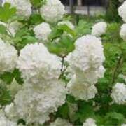 ヒメ日記 2025/05/19 22:53 投稿 ましろ(昭和58年生まれ) 熟年カップル名古屋～生電話からの営み～