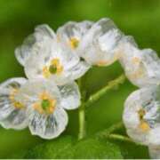 ヒメ日記 2025/05/27 10:28 投稿 ましろ(昭和58年生まれ) 熟年カップル名古屋～生電話からの営み～