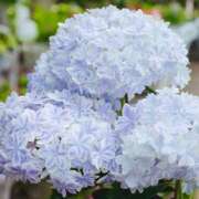 ヒメ日記 2025/06/01 09:52 投稿 ましろ(昭和58年生まれ) 熟年カップル名古屋～生電話からの営み～