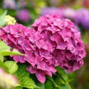 ヒメ日記 2025/06/03 09:18 投稿 ましろ(昭和58年生まれ) 熟年カップル名古屋～生電話からの営み～