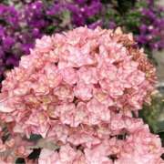 ヒメ日記 2025/06/03 12:43 投稿 ましろ(昭和58年生まれ) 熟年カップル名古屋～生電話からの営み～