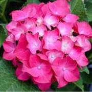 ヒメ日記 2025/06/09 09:43 投稿 ましろ(昭和58年生まれ) 熟年カップル名古屋～生電話からの営み～