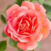 ヒメ日記 2025/06/11 14:21 投稿 ましろ(昭和58年生まれ) 熟年カップル名古屋～生電話からの営み～