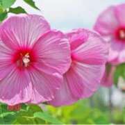 ヒメ日記 2025/06/18 12:40 投稿 ましろ(昭和58年生まれ) 熟年カップル名古屋～生電話からの営み～