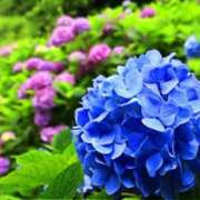 ヒメ日記 2025/06/23 08:02 投稿 ましろ(昭和58年生まれ) 熟年カップル名古屋～生電話からの営み～