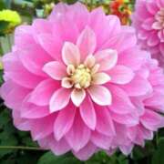 ヒメ日記 2025/06/24 18:20 投稿 ましろ(昭和58年生まれ) 熟年カップル名古屋～生電話からの営み～