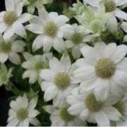 ヒメ日記 2025/06/25 22:10 投稿 ましろ(昭和58年生まれ) 熟年カップル名古屋～生電話からの営み～