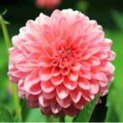 ヒメ日記 2025/06/26 10:22 投稿 ましろ(昭和58年生まれ) 熟年カップル名古屋～生電話からの営み～