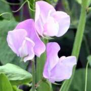 ヒメ日記 2025/06/26 11:28 投稿 ましろ(昭和58年生まれ) 熟年カップル名古屋～生電話からの営み～