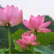 ヒメ日記 2025/06/26 11:43 投稿 ましろ(昭和58年生まれ) 熟年カップル名古屋～生電話からの営み～