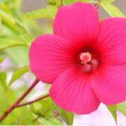 ヒメ日記 2025/06/26 11:57 投稿 ましろ(昭和58年生まれ) 熟年カップル名古屋～生電話からの営み～