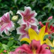 ヒメ日記 2025/06/30 20:35 投稿 ましろ(昭和58年生まれ) 熟年カップル名古屋～生電話からの営み～