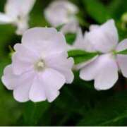 ヒメ日記 2025/07/01 09:43 投稿 ましろ(昭和58年生まれ) 熟年カップル名古屋～生電話からの営み～